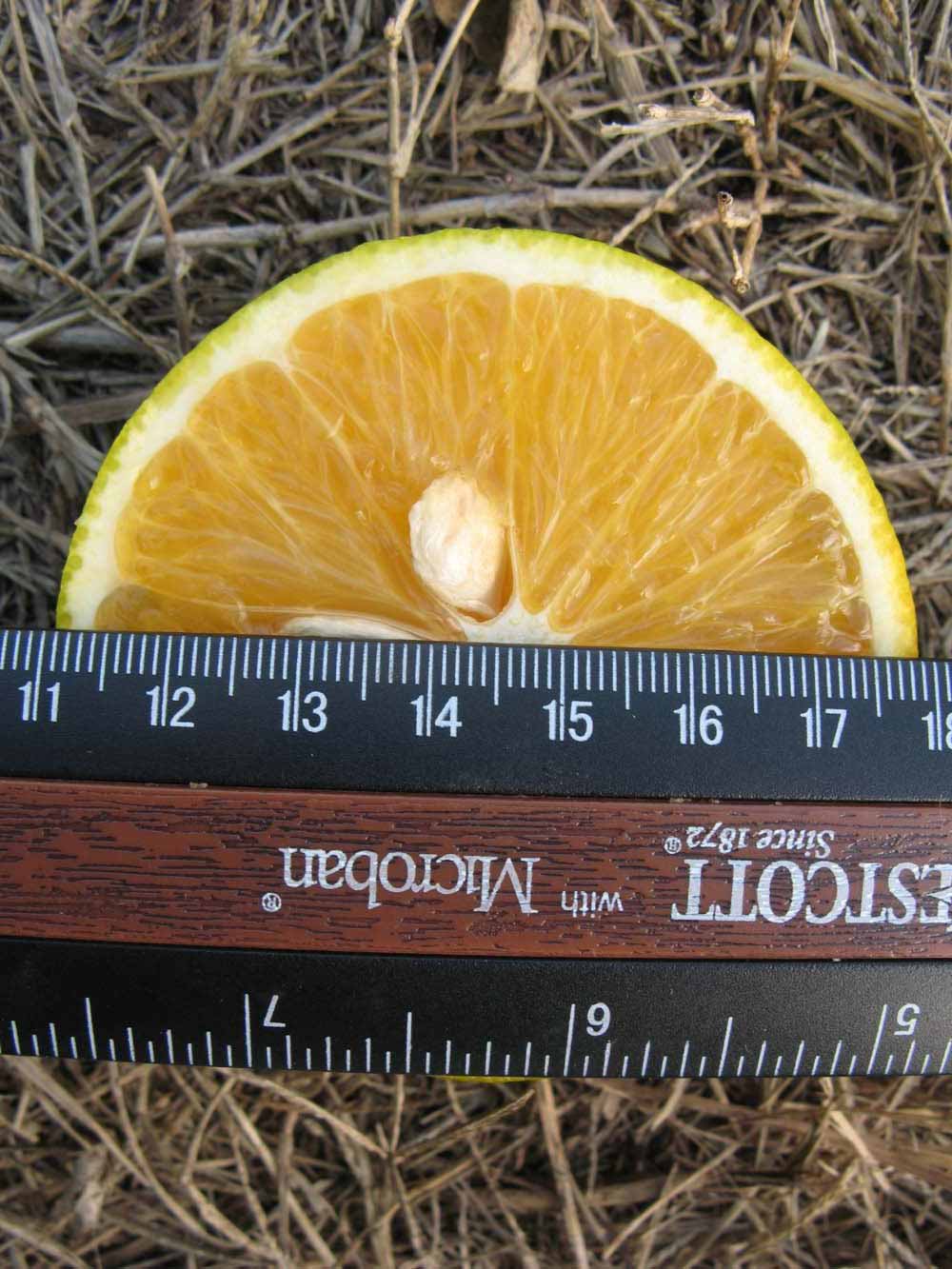            Fruit cross-section (Winter Haven, FL)   